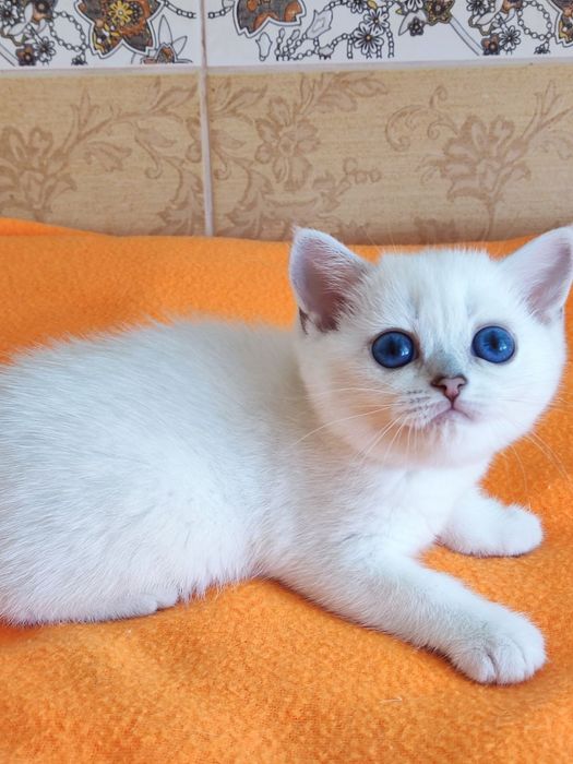 British shorthair NS 11 33   femela.