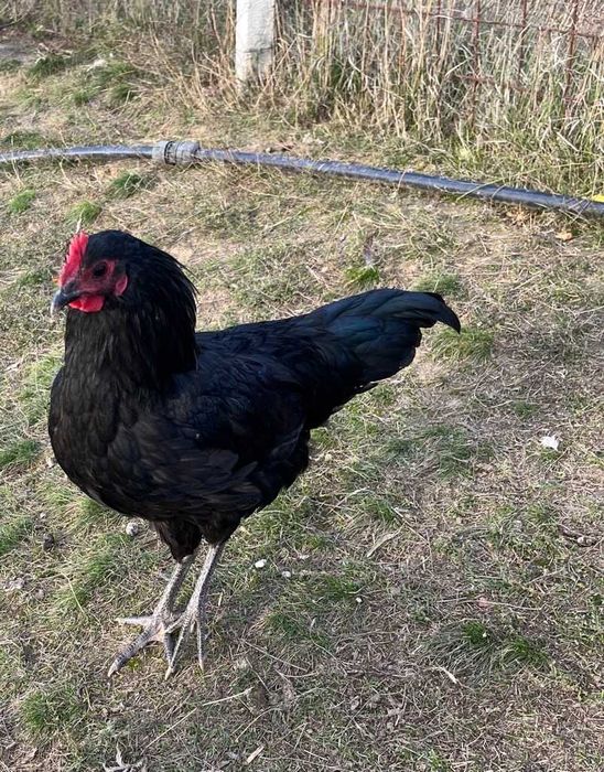 Cocosi Australorp