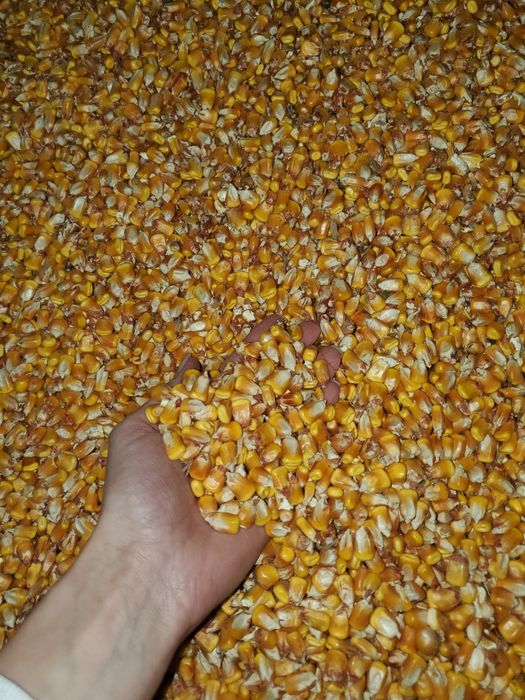Vând porumb producție 2025