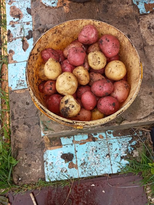 Продам картофель дачный