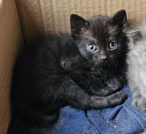 Отдам котёнка чёрного, бесплатно