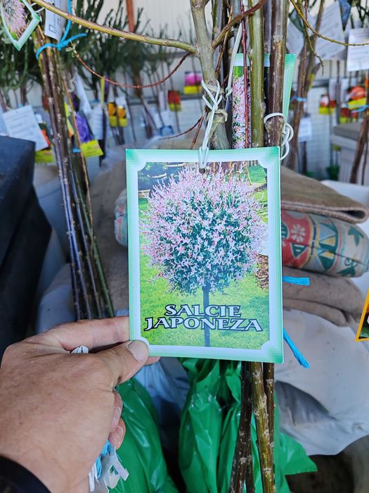 Salcie japoneza și plângătoare cu rădăcină ambalata