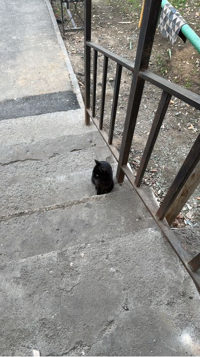 Кошка ищет дом!!