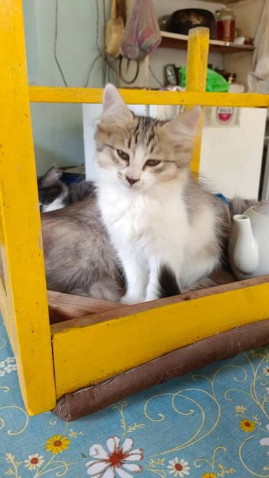 Отдаю котят в хорошие руки!