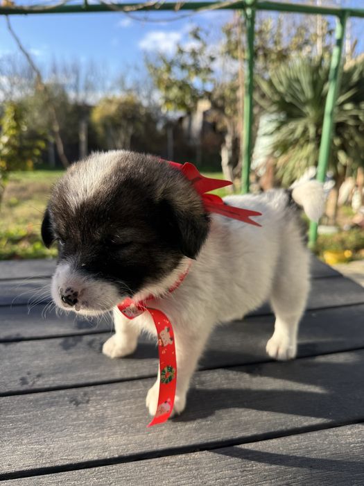 Кученца си търсят дом