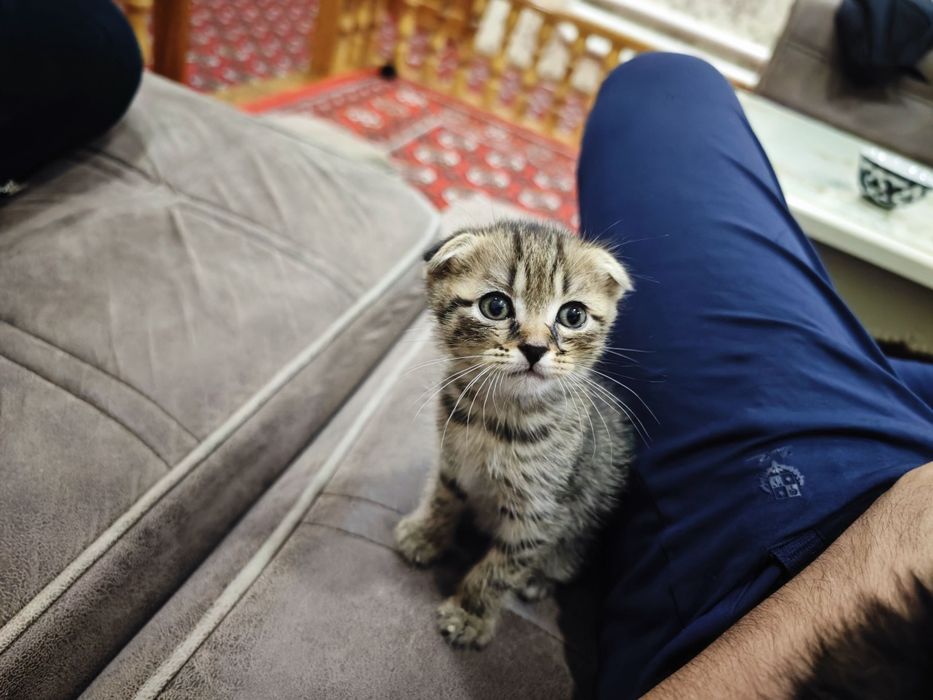 Shvetskiy mushuk bolalari