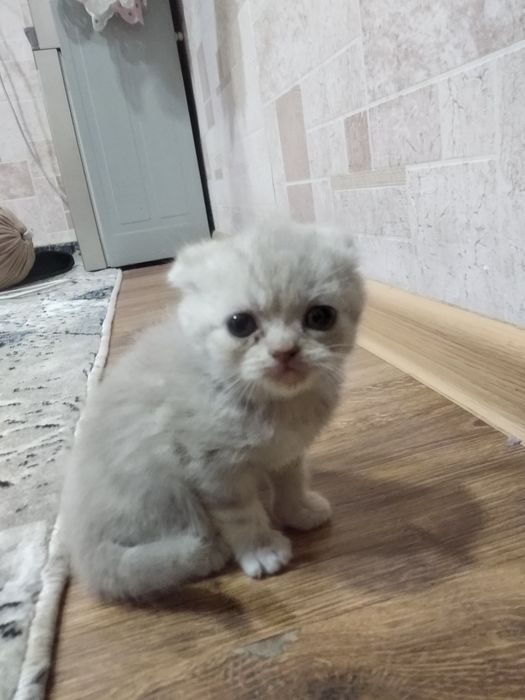 Mushuk parodali 3 ta