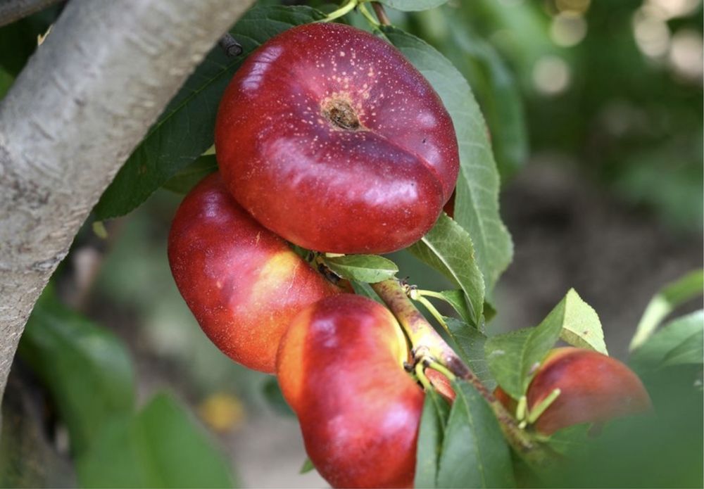 Nectarin soi liana