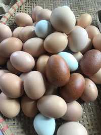 Домашние куриные Яйца