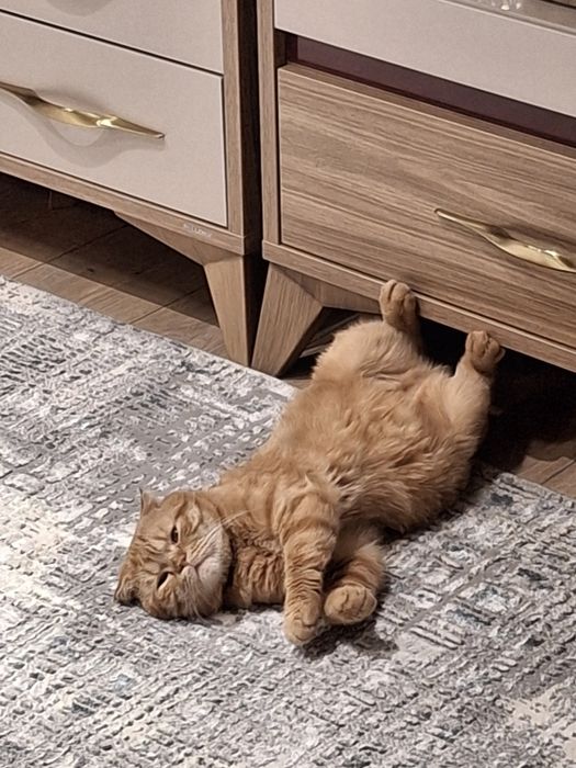 вязка шотландская вислоухая кошка