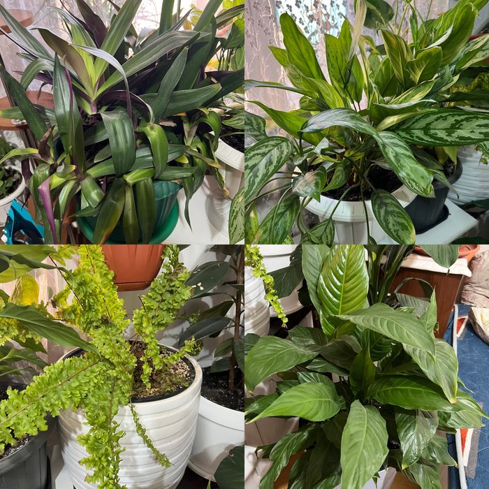 Спочно продам цветы в горшках