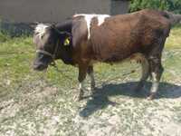 Сиыр бузаумен корова с теленком