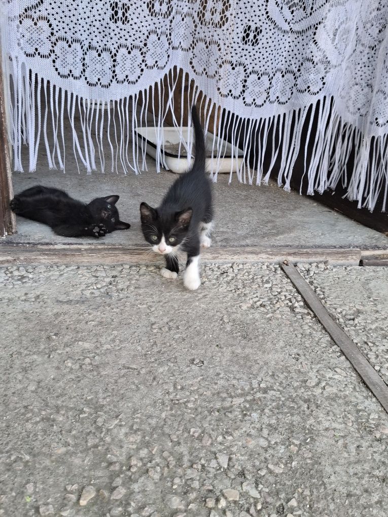 Малки котенца на 40 дни