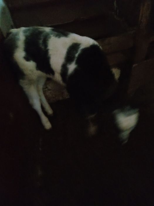 Vând vițel albastru belgian