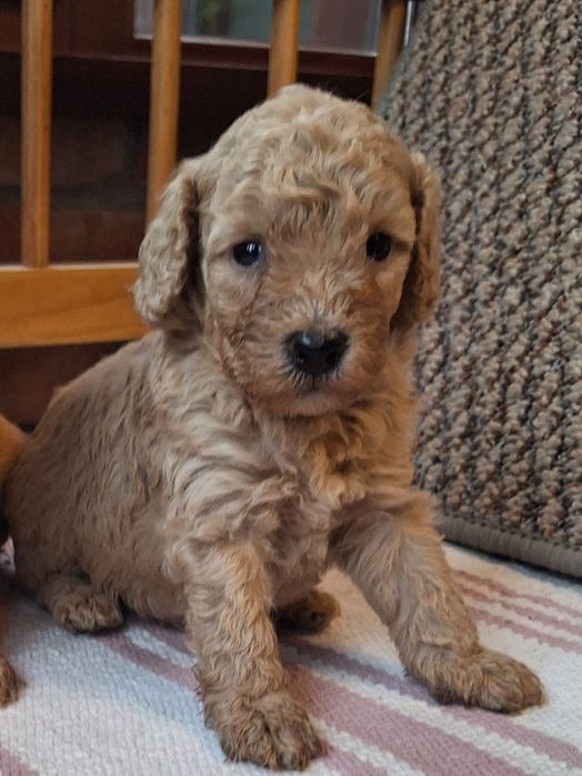 Pudel pitic/miniature