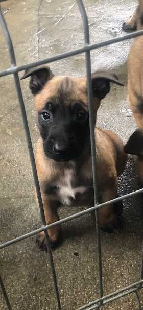 Donez o femela ciobanesc belgian malinois