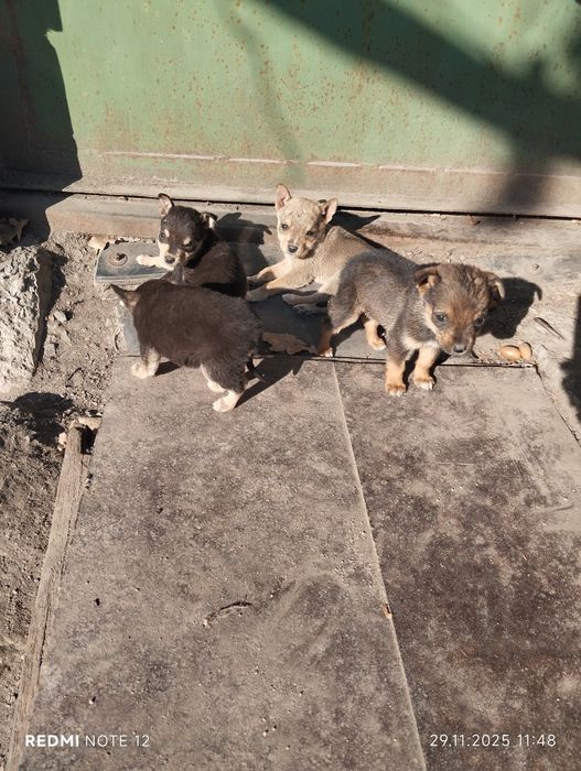 Отдам щенков в хорошие руки