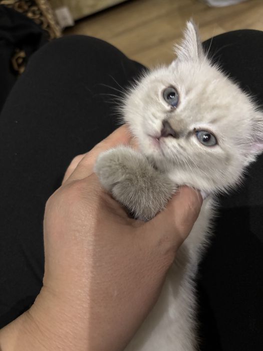 Продаются голубоглазые котята окраса Blue Point