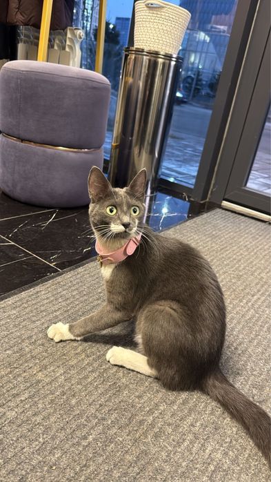 Кошечка кошка здоровая ей 6-7 мес срочно ищет дом