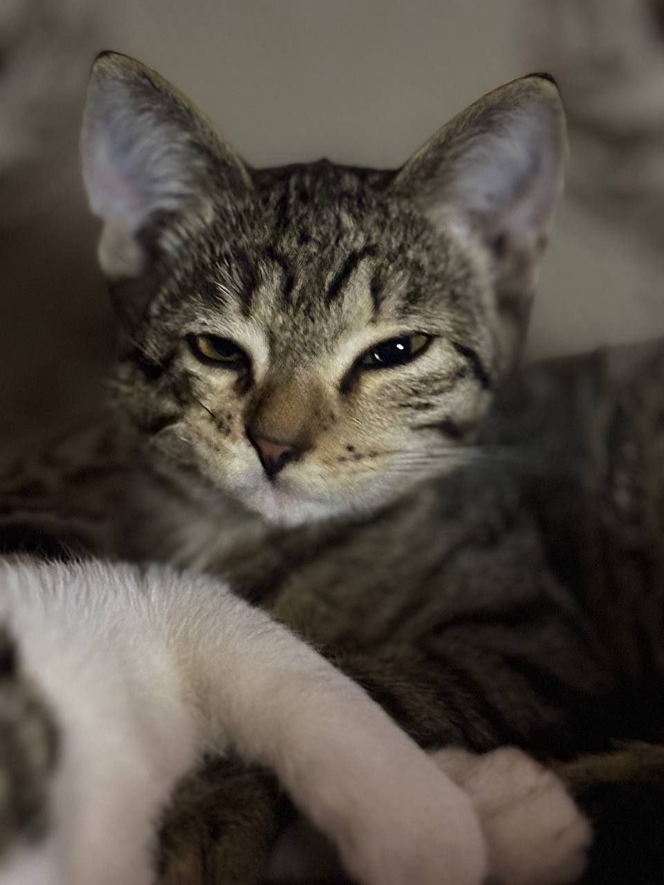 Котята ищут дом, спасённые с улицы малыши