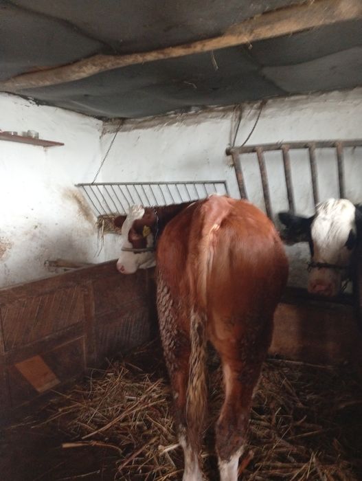 Vând juninca de tinut