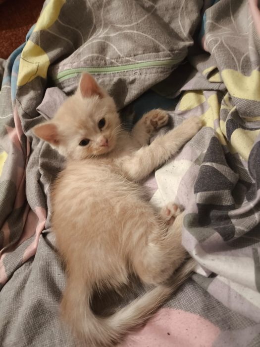 Ищем дом милым котятам