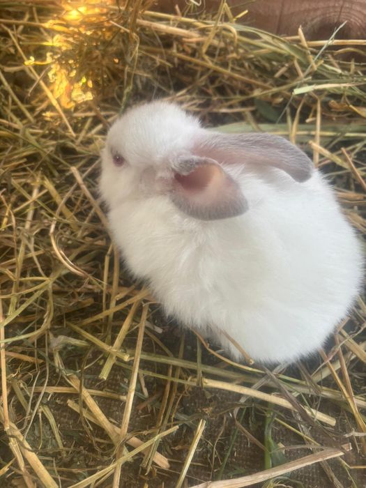 Vând iepuri cap de leu curcit cu iepure de casa