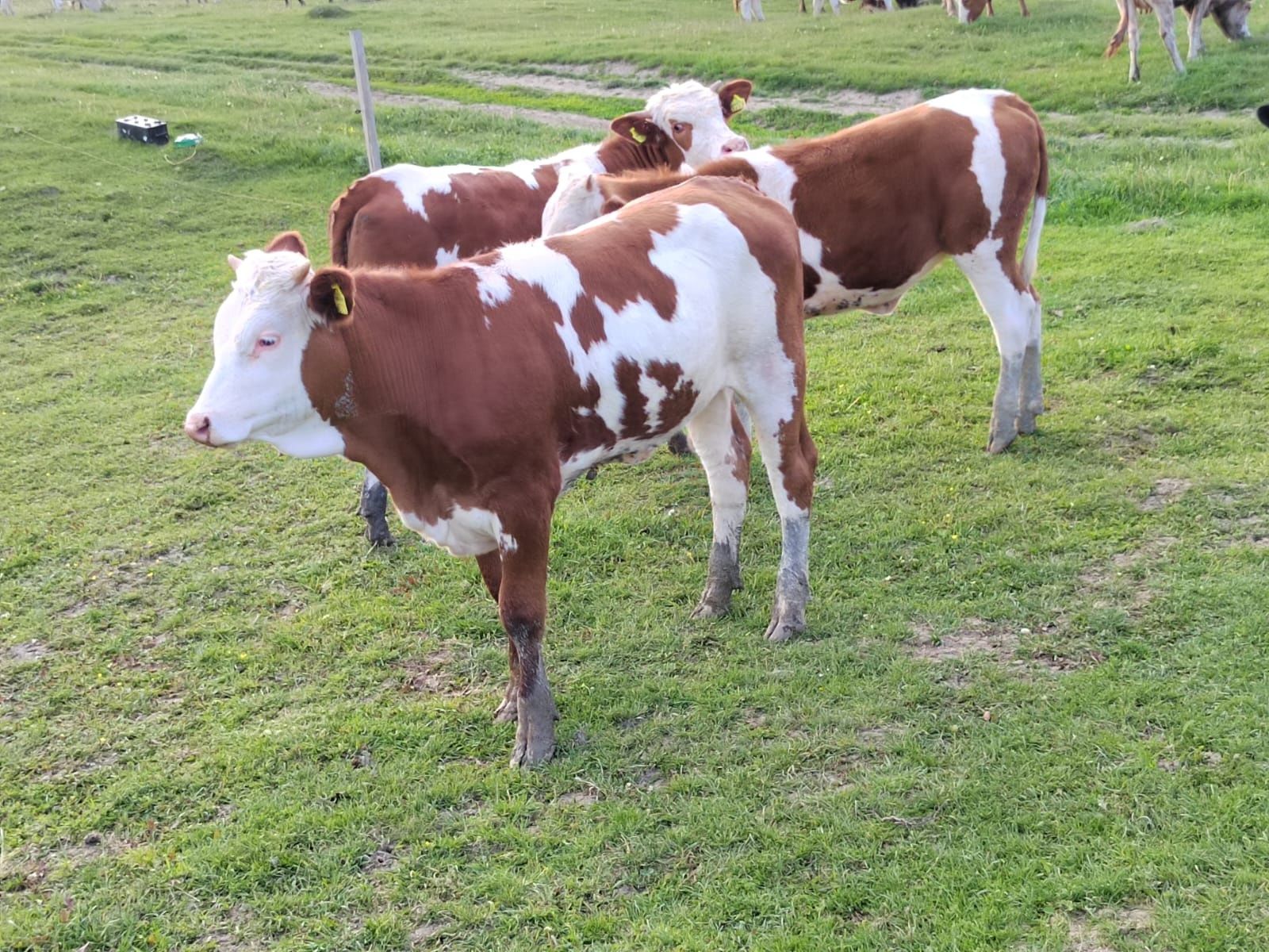 Vând vitele Baltata românească 6 bucăți