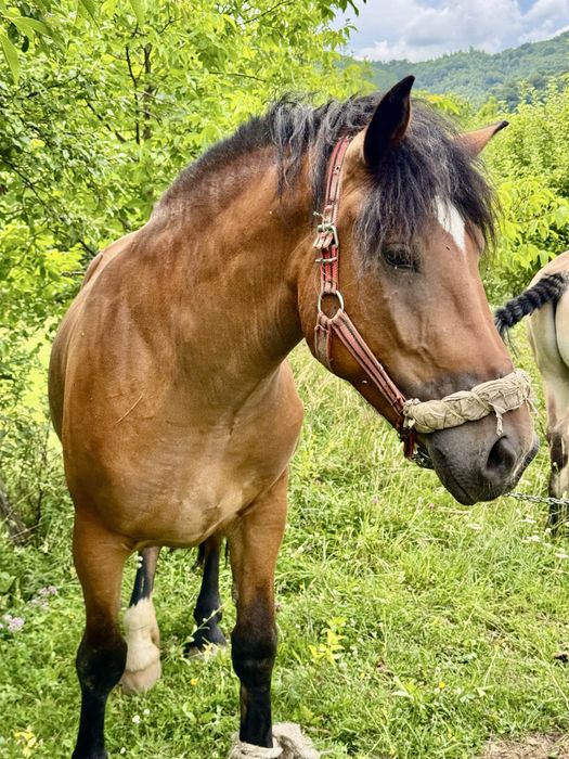 Vând cai, mânză de 3 ani, mânz castrat !
