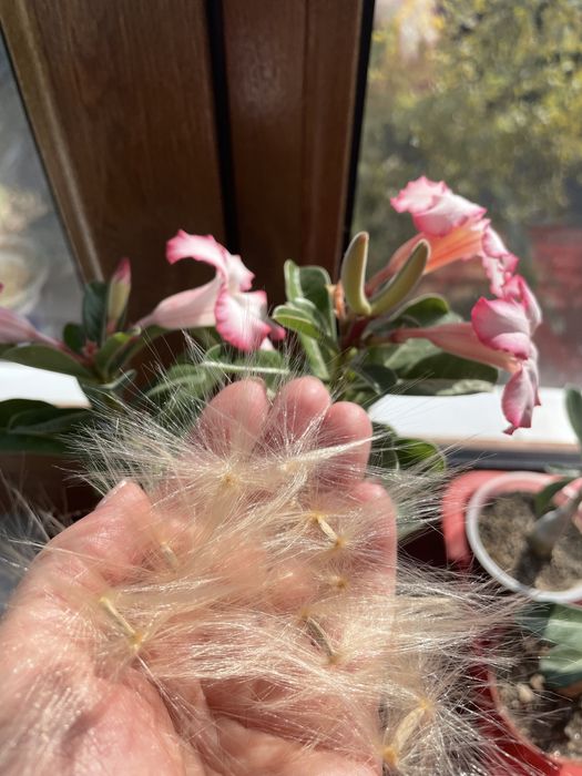 Адениум семена и сеянцы