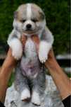 Akita Inu Mascul
