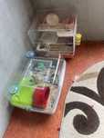 Domez Hamster rus cu tot cu cușcă
