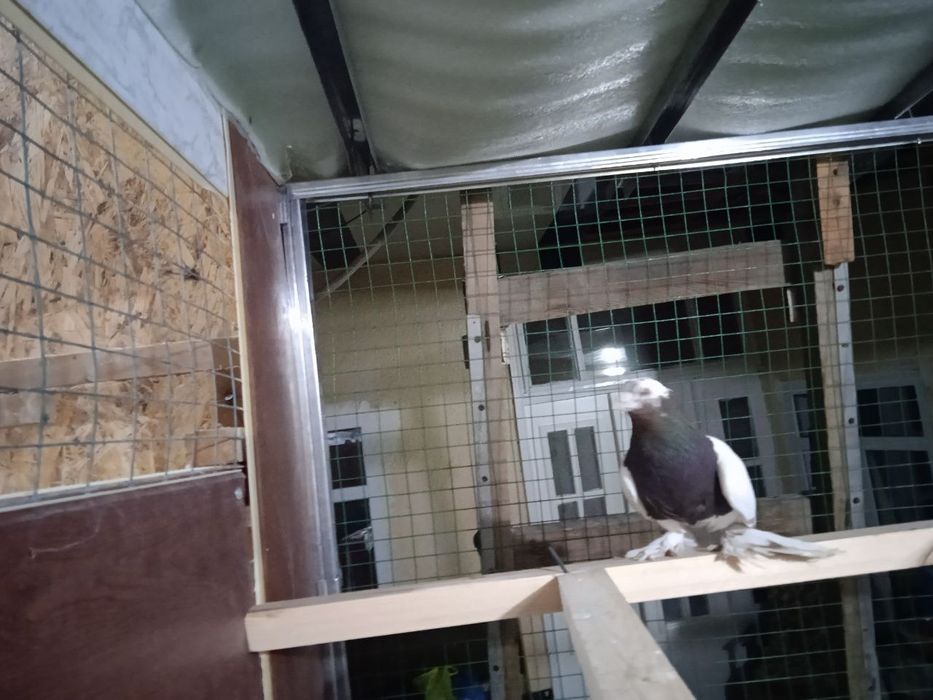 Продаются голуби