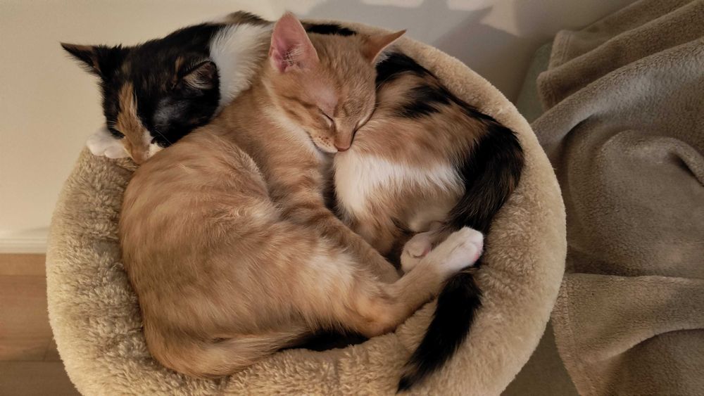 Stâlp de zgâriat sisal Diogenes Diagonal Basic