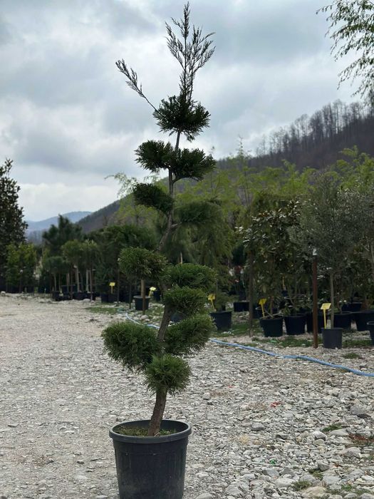 Plante Rezistente, Adaptate Climei din România