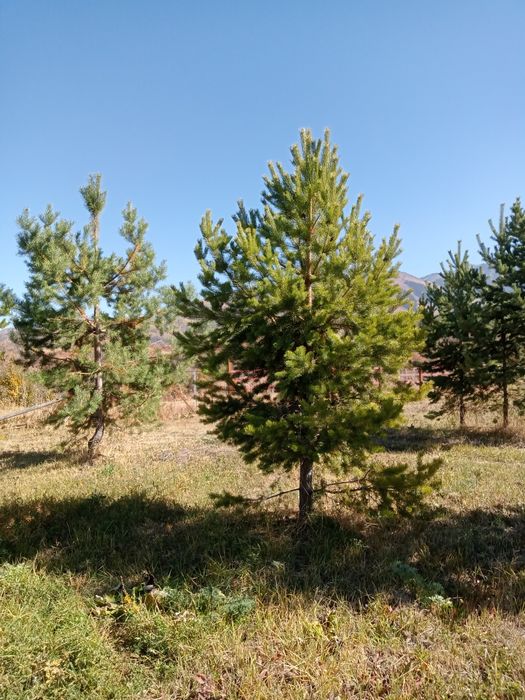 Сосны крымские, обычные любых размерах