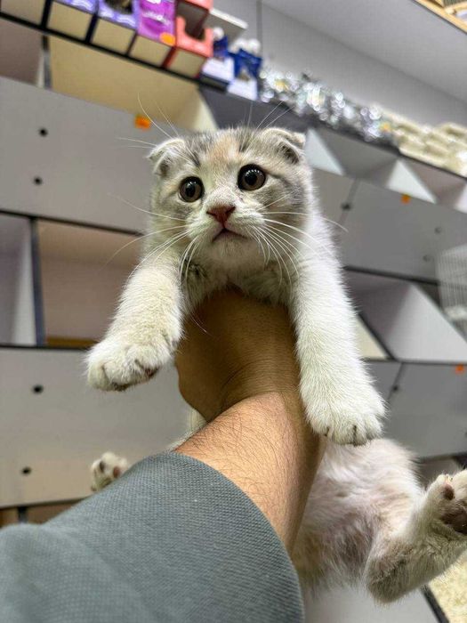 скотиш фолд черепашка окрас