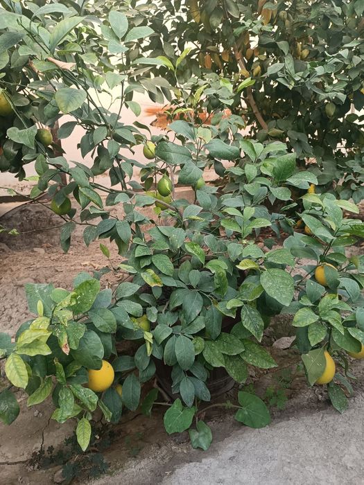 Limon ko'chat 2 don tuvakda