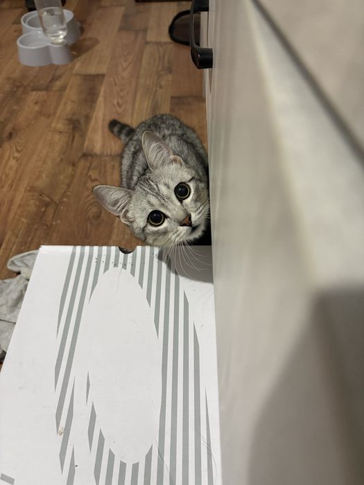 Кот бесплатно