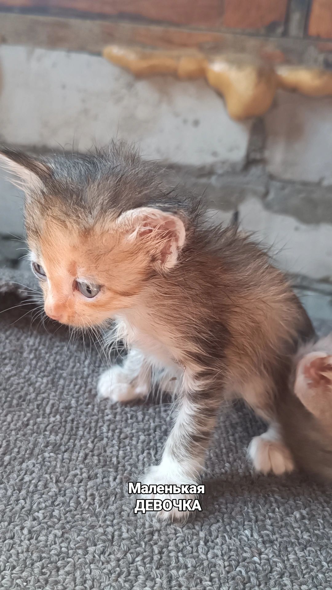 Отдам котят в хорошие руки