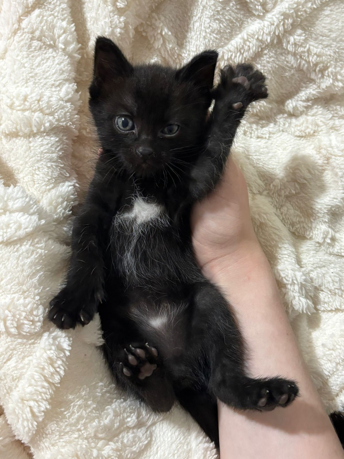 Котята скоттиш страйт