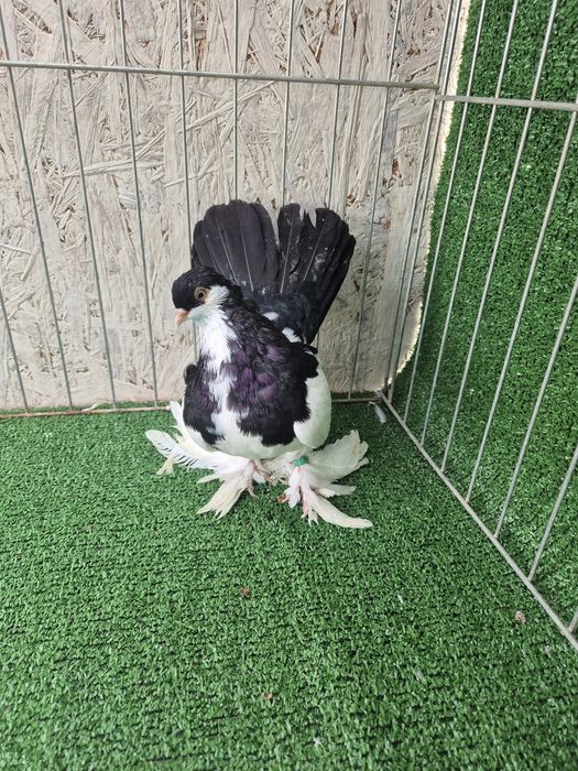 Porumbei jucator de volga