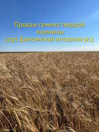 Продам семена твердой пшеницы
