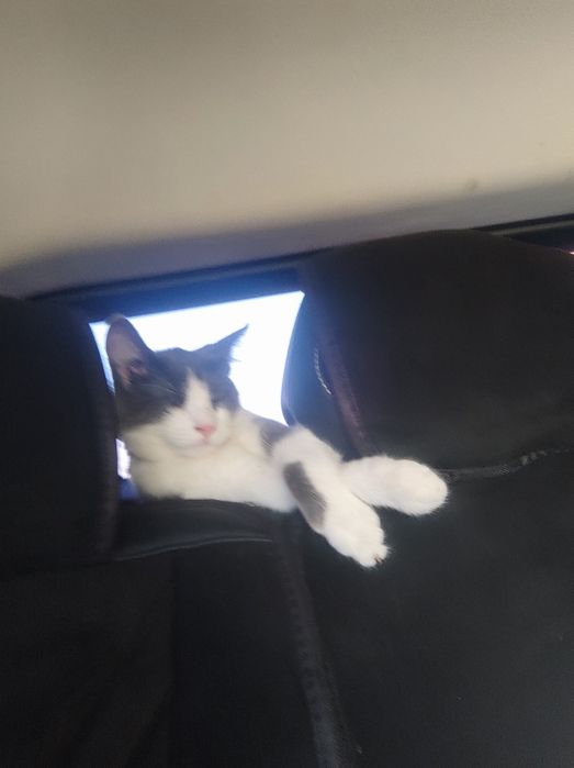 Потерялся котенок