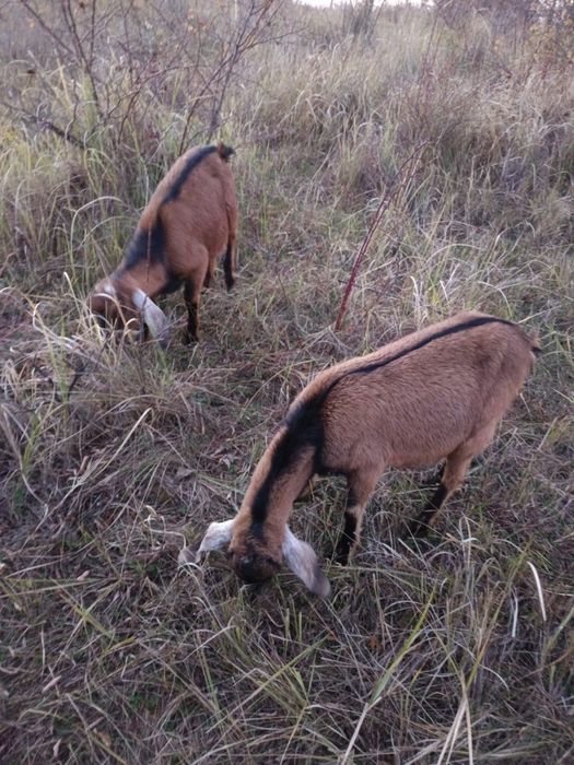 Tapi Anglo Nubieni 9 luni