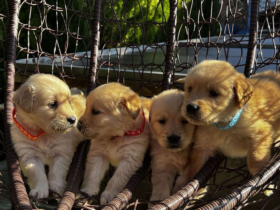 Чистокръвни Голдън ретривър идеален подарък за рождения ден или повод