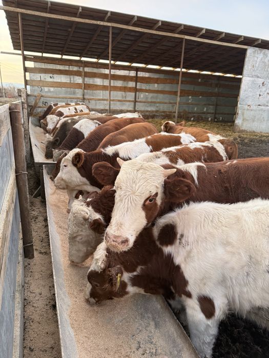 Продам бычков разных возрастов количество 5 голов , на выбор .