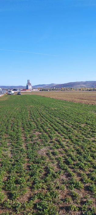 Teren Simian 1000 mp