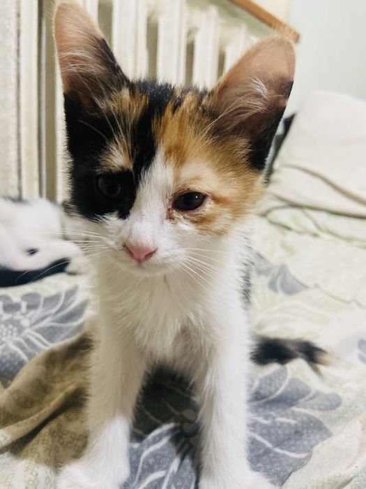 Отдам в хорошие рукт