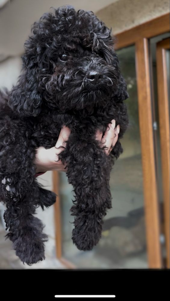 Той пудел / Toy poodle